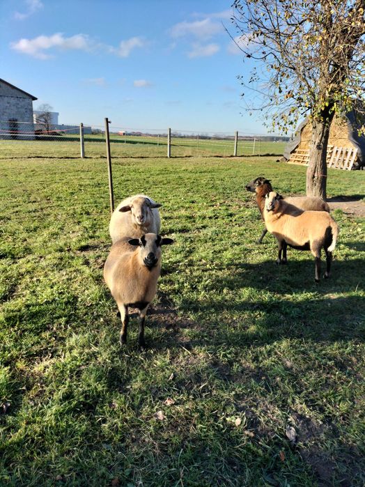 Sprzedam owce kameruńskie