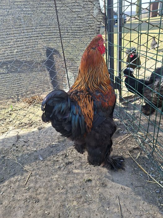 Sprzedam koguty brahm