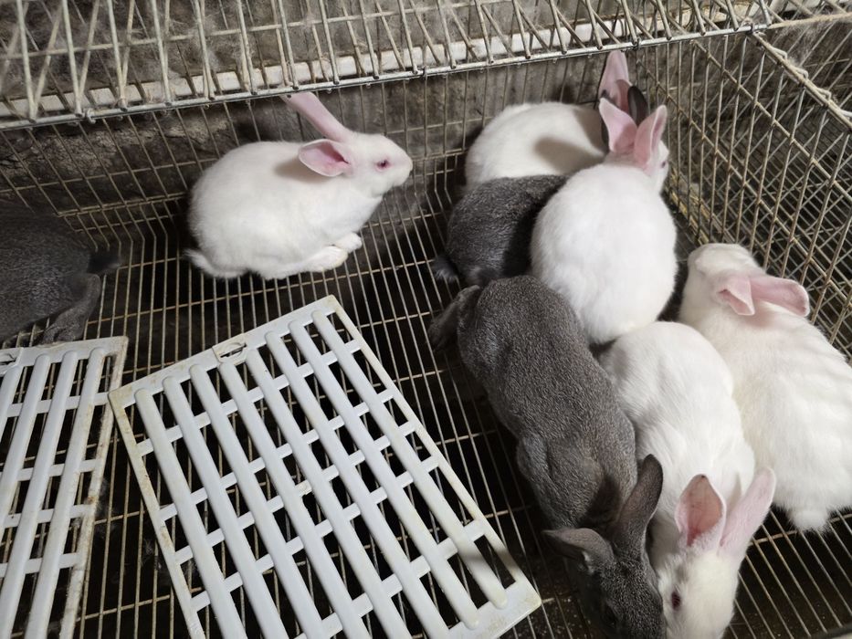 Coelhos traçados