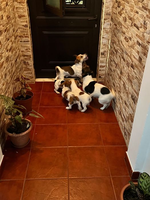 Macho Jack Russell
