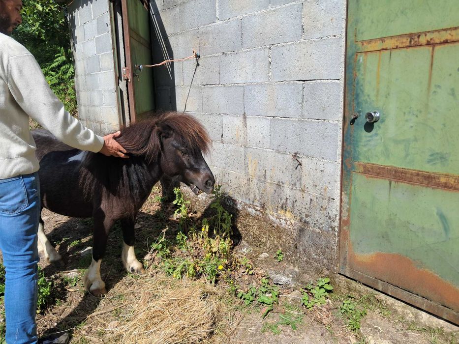 Animais cavalos e póneis