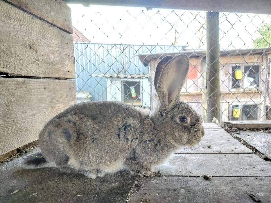 Młode króliki samice i samce