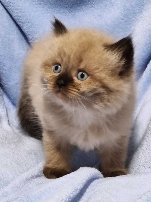 Невські маскарадні кошенята.Малюки народились 24.12.2026.Бронь