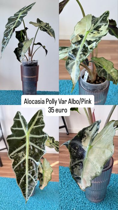 Alocasia Polly Variagata Albo/Pink