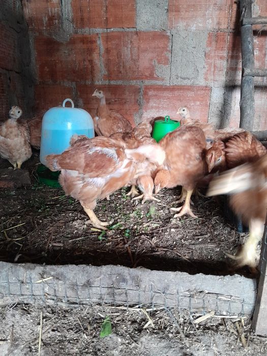 Pintos de galinhas poedeiras