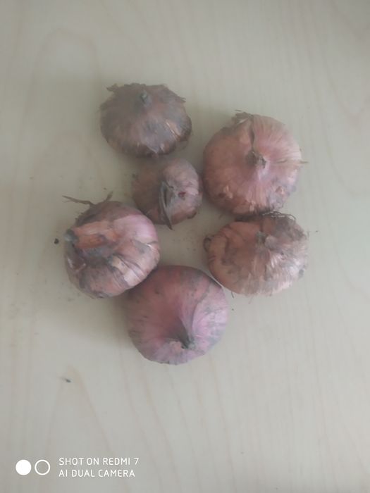 Продам гладіолус