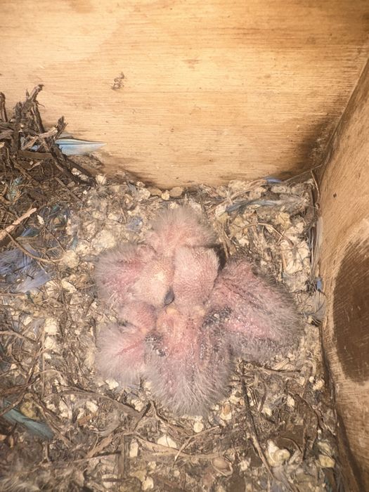 Agapornis roseicollis para criar à mão