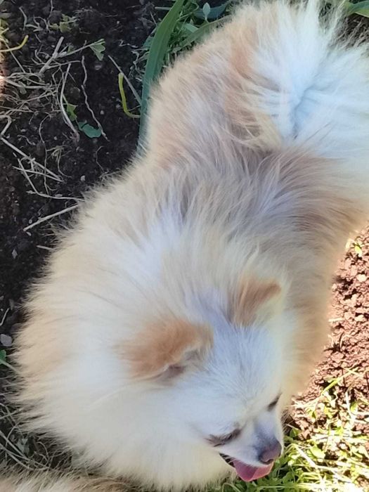 Sptiz Lulu de pomerania
