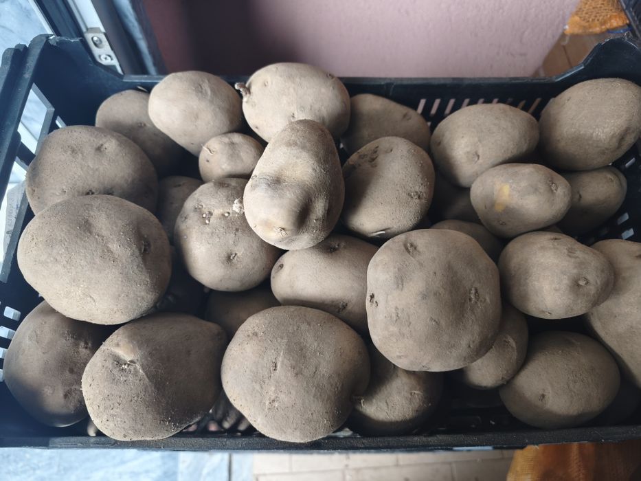 Batata agria a granel