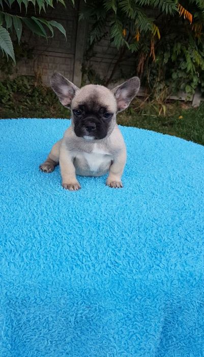 Продажа французского бульдога