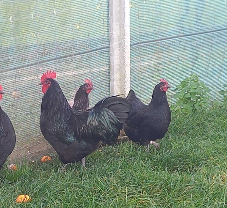 Ovos e pintos de Galinhas de Raça