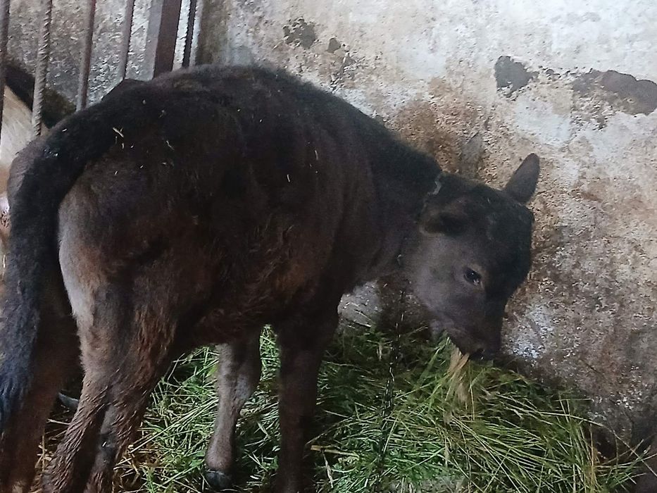 Продам тилицю від молочної корови