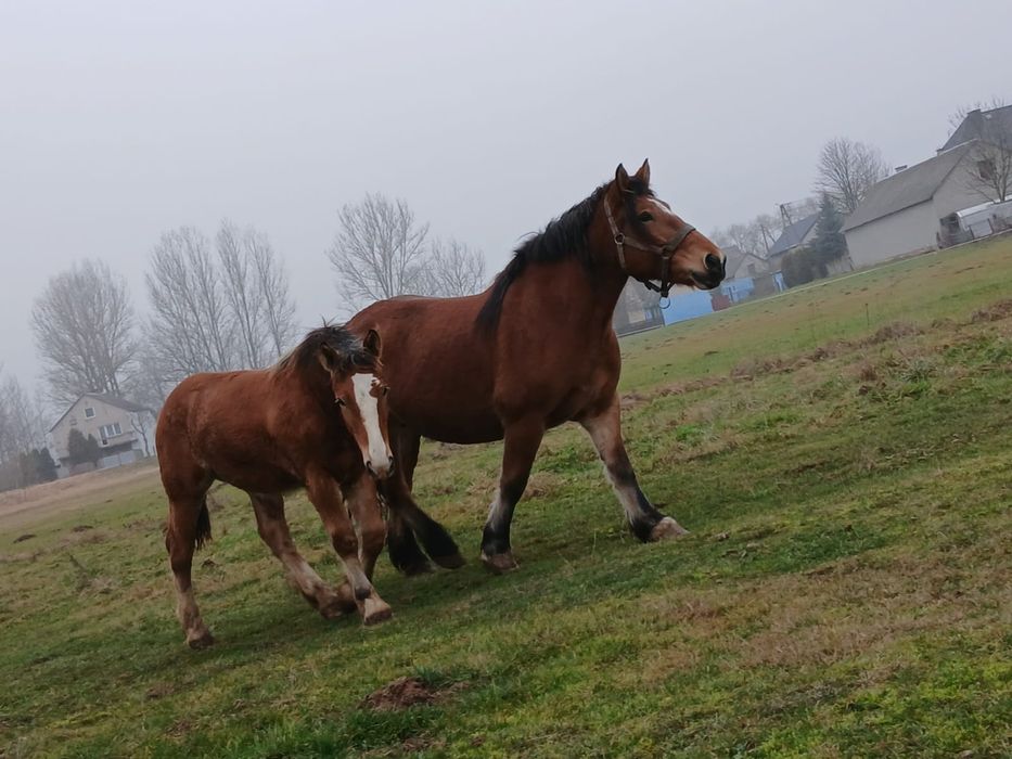 Źrebaki zimno krwiste