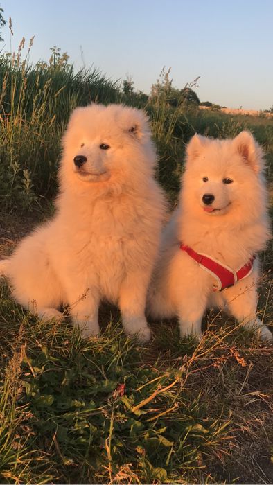 самоїдський собака