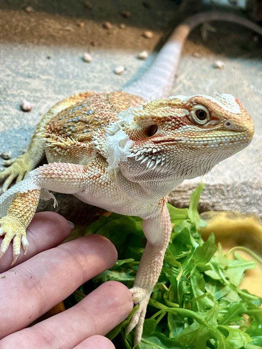 Agama Brodata z terrarium