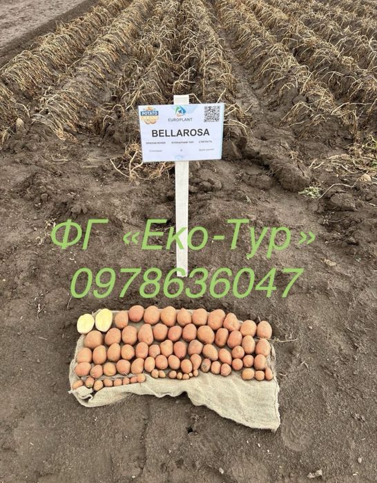 Картопля, насіння картоплі Мікадо, Беллароза, Корінна, Коразон, сорти