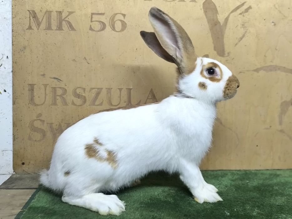 Samiec Olbrzym Srokacz Żółty
