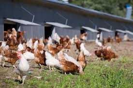 Kury nioski Rosa z wolnego wybiegu. Leghorn i Dominant. Dowóz Gratis.