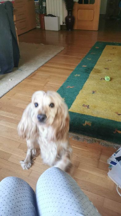 hotel para cachorro479497908042475522