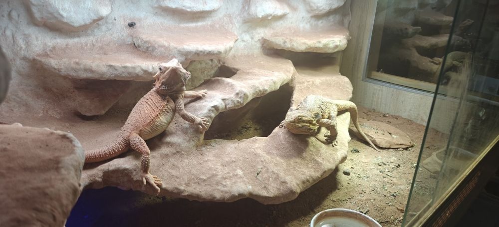 Terrarium z 2 Agamami