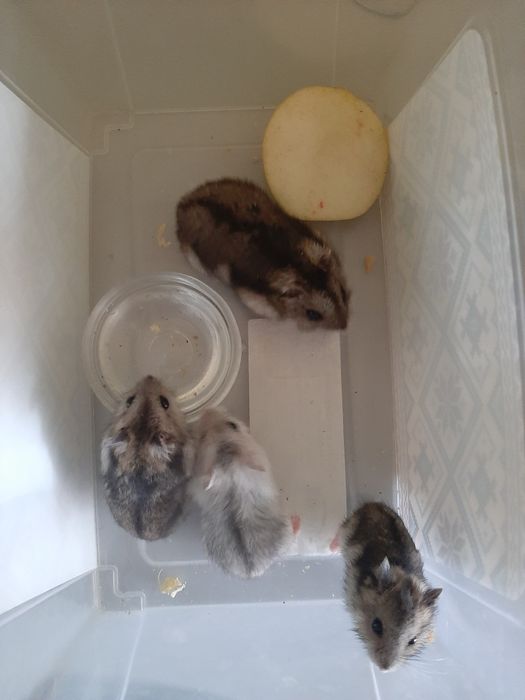 Хом'ячки джунгарики