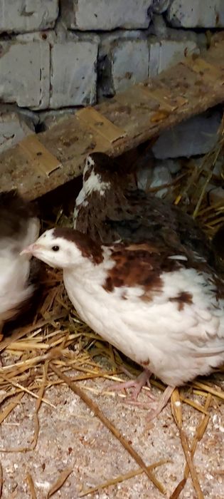 Jaja lęgowe przepiórki celadon