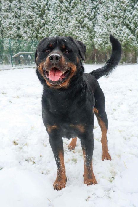Loko 3 letni rottweiler do adopcji