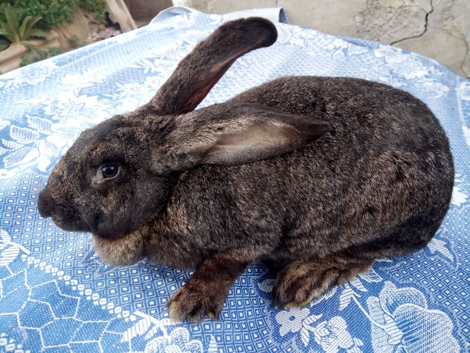 Кролики різних порід.