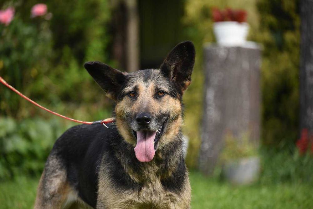 Korba - suczka w typie owczarka szuka domu