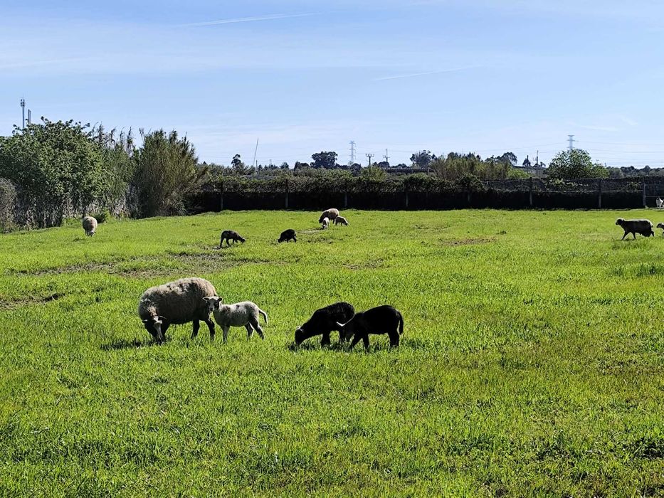 Borregos(as) INRA - Romane puros e cruzados