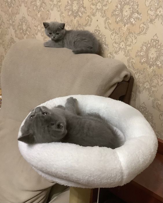 Котенок в подарок