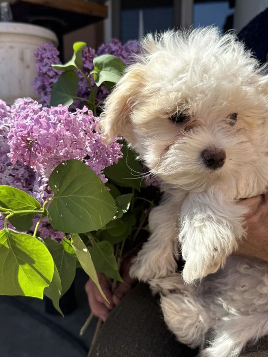 Щенки мальтипу 2 мальчика