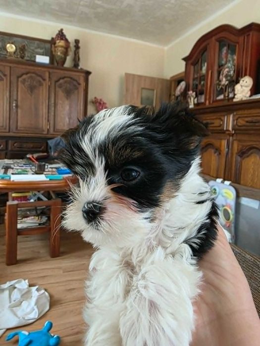 Yorkshire terrier suczki