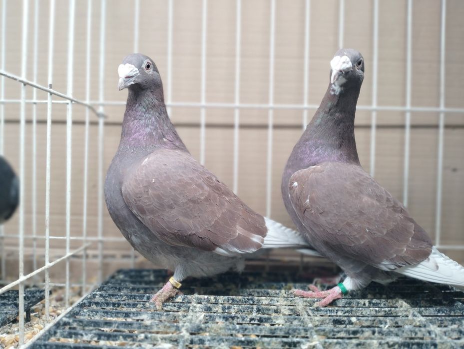 Gołębie Staropolskie