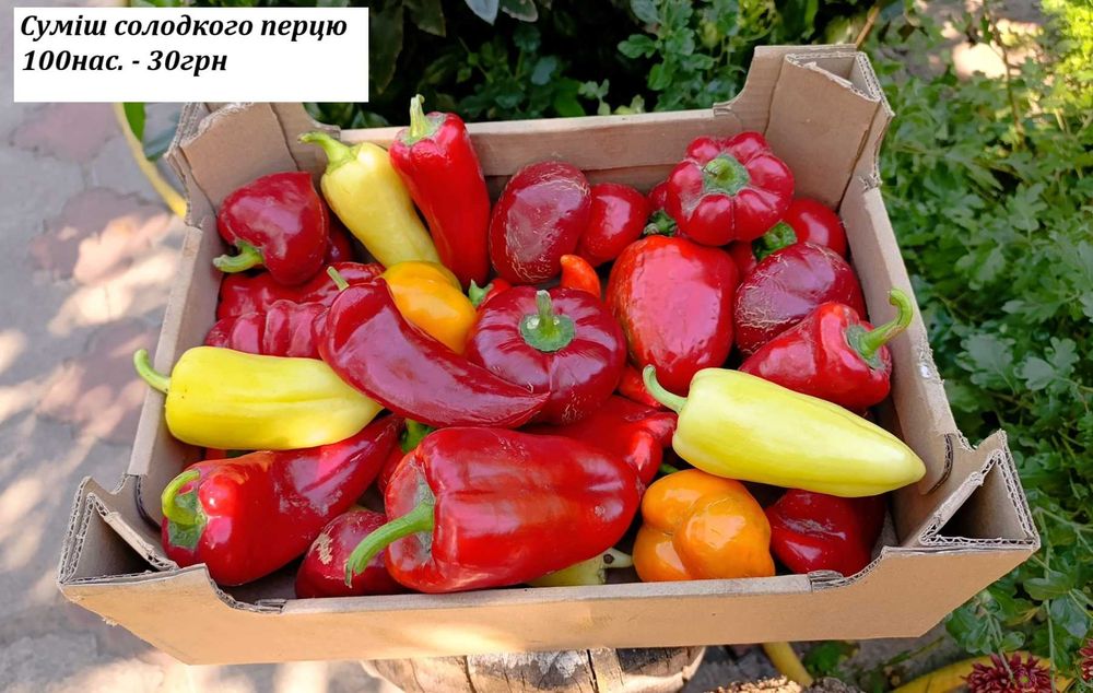 Насіння солодкого перцю, домашнє з свого города