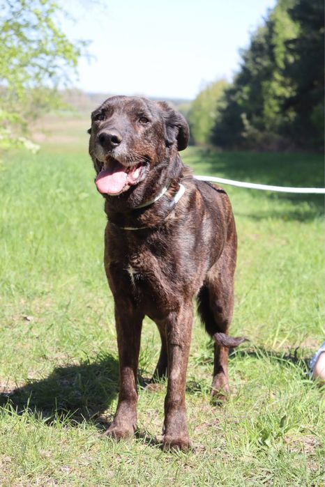 Cudowna suczma poleca sie do adopcji