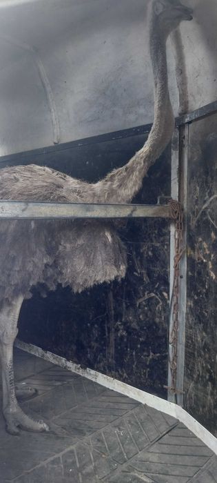 Samica strusia afrykańskiego