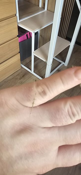 Oddam patyczaki za darmo duża ilość
