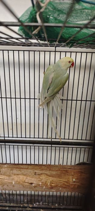 Ring necks Fêmea Adulta , Jandaya Fêmea, Aratinga sol