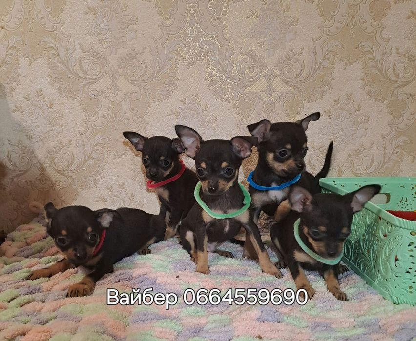Чихуахуа мальчишки и девчонки