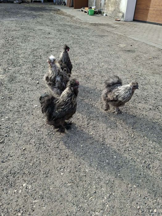 Kury i koguty silki