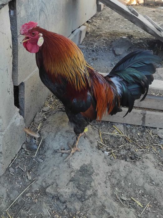 Kaczor Kaczka Kogut Kochin Perlik