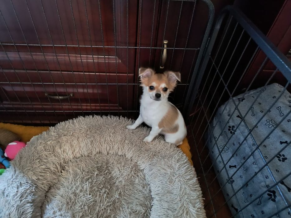 Chihuhahua piesek odchowany 15 miesięczny śliczny