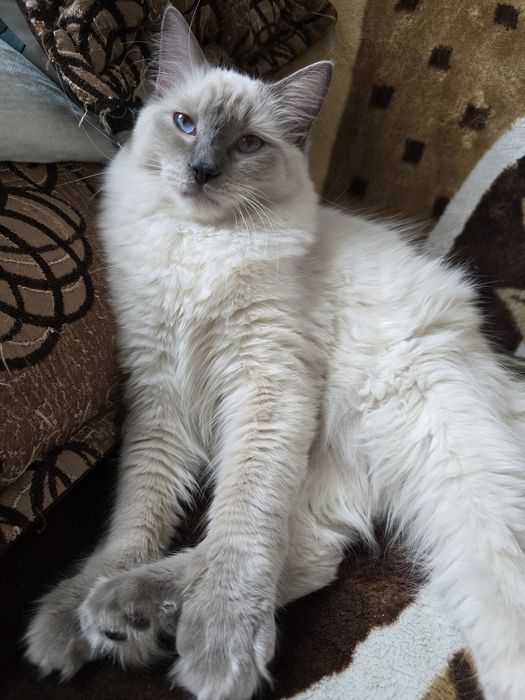 Ragdoll kotek RAGa