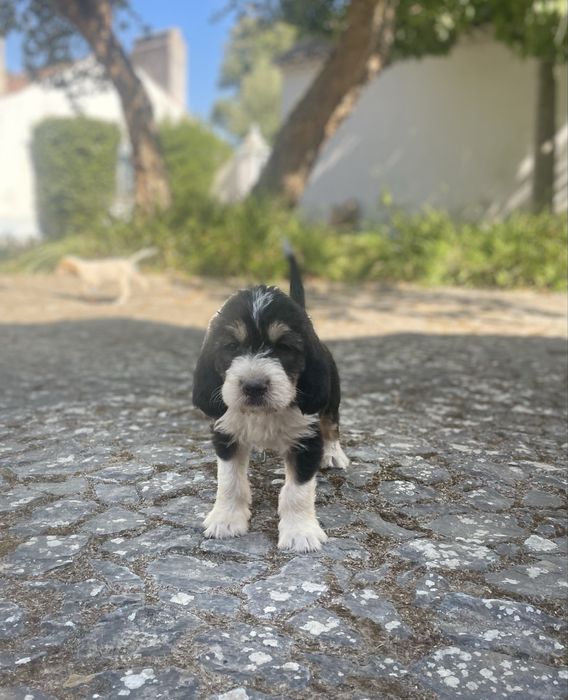 Cachorrinhos Grand Griffon Vendéen com dois meses para adoção