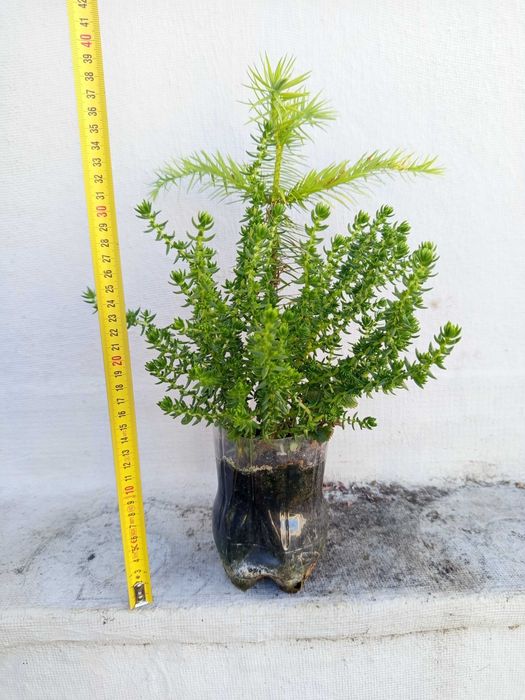 Plantas variadas
