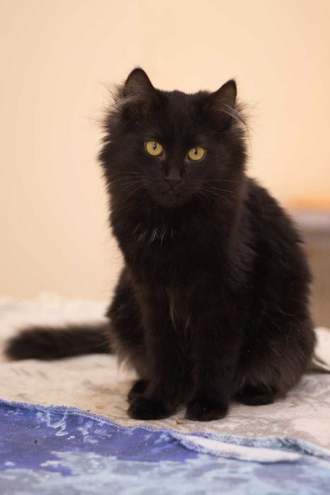 Чона пухнаста киця Філія 1,5 рік шукає дім