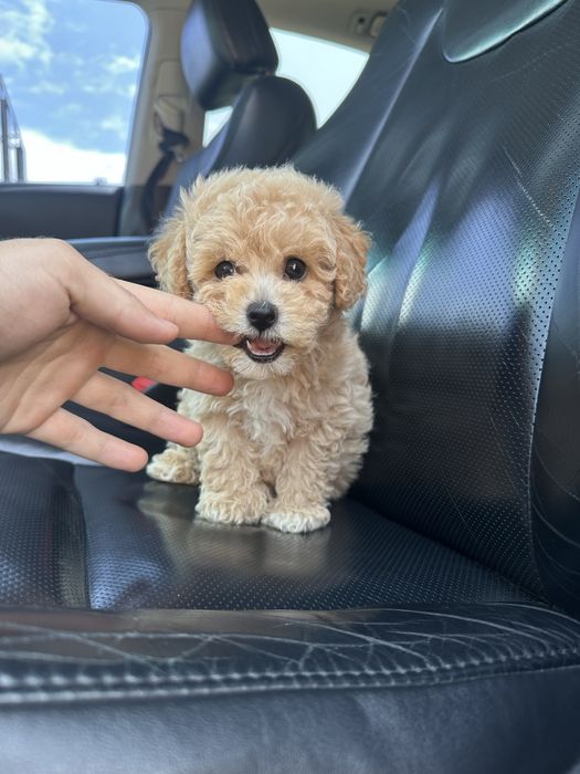 Меленька дівчинка мальтипу