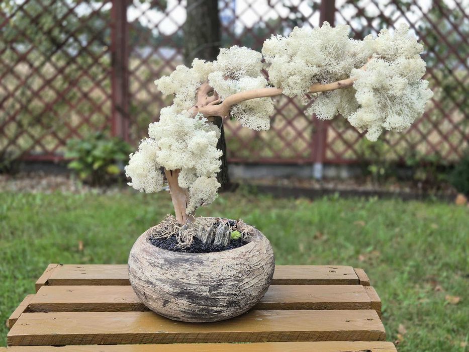 Drzewo XXL Bonsai Mech Chrobotek Dekoracja Długowieczne Dom Prezent