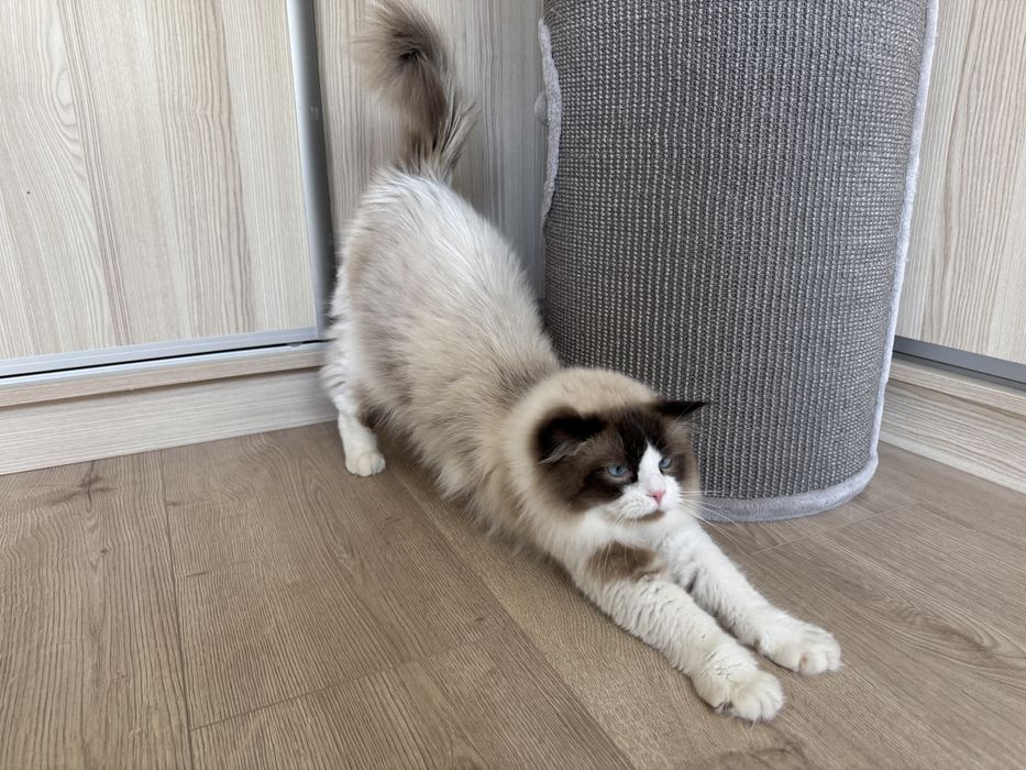 Kot rasy ragdoll